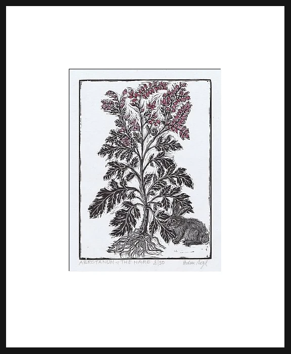 ABROTANUM AND THE HARE by Helen Siegl